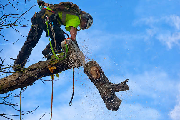 How Our Tree Care Process Works  in  Edgewood, NM